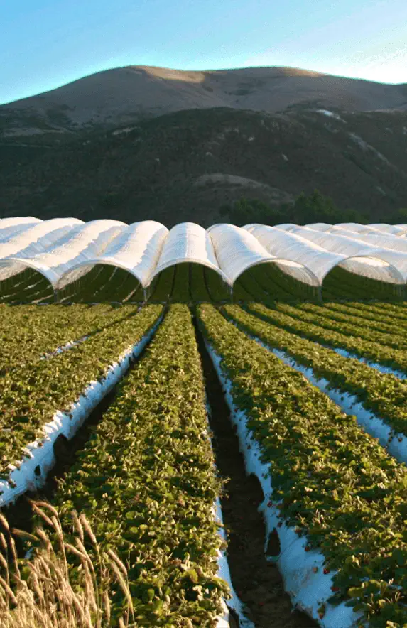 Covered crop rows beneath Ferrari Metals hoop-house structures
