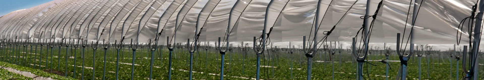 Strawberry rows beneath plastic-covered commercial hoop-house tunnels.