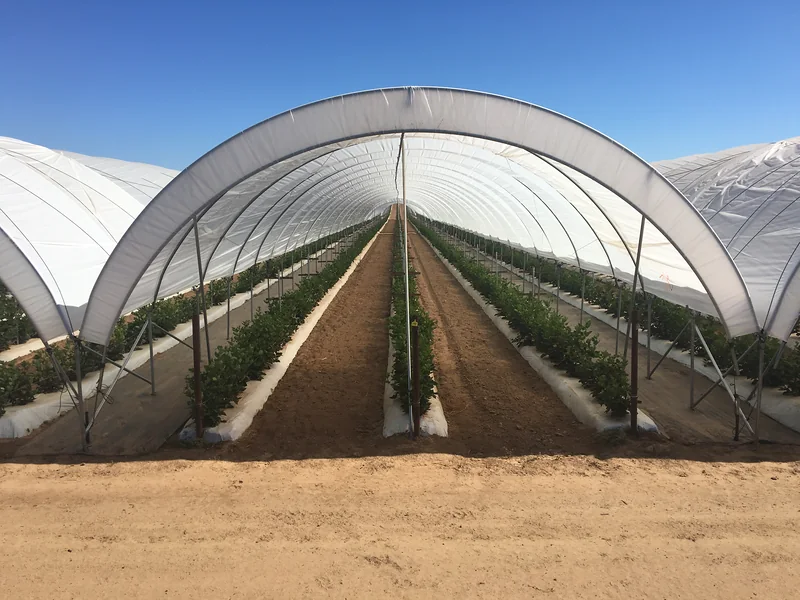 Blackberry rows growing inside a covered hoop house