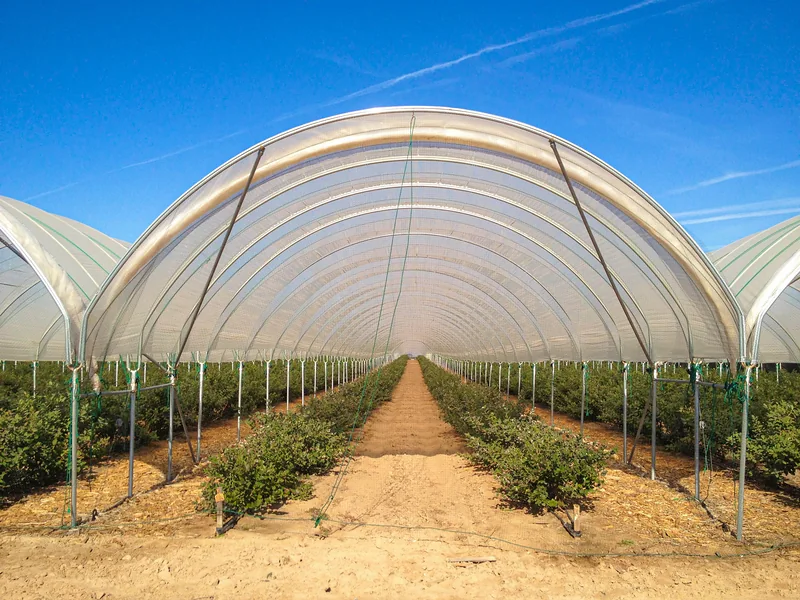 Blueberry rows growing inside a covered hoop house