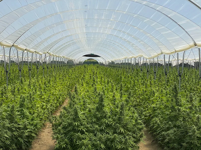 Cannabis plants growing inside a covered hoop house