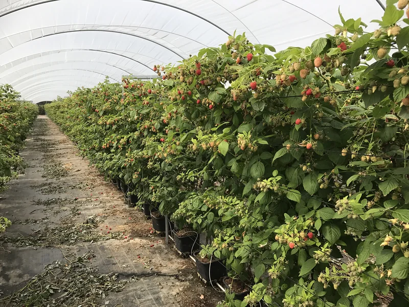 Raspberry plants with fruit growing inside a covered hoop house