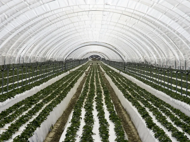 Strawberry rows growing inside a covered hoop house