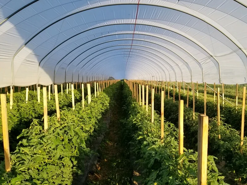 Tomato rows growing inside a covered hoop house
