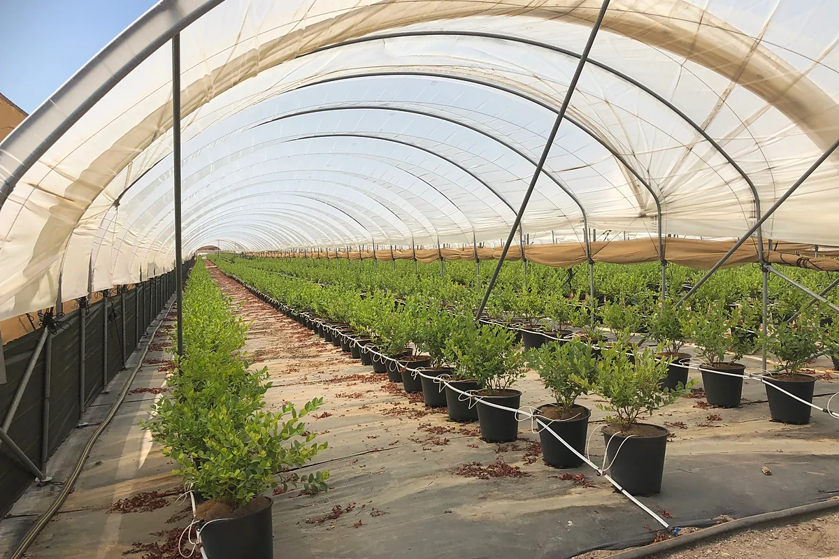 Substrate blueberry plants in pots inside a covered hoop house