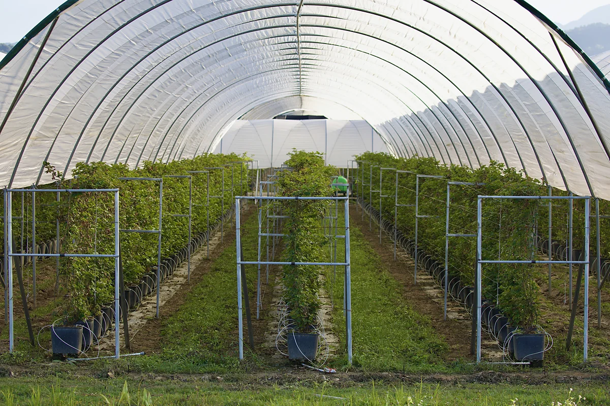 Raspberry plants in substrate pots with trellis supports inside a covered hoop house