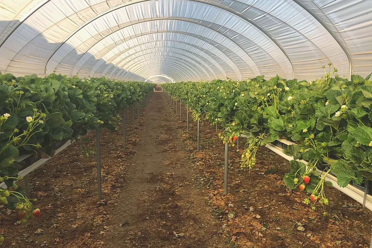 Mature strawberries growing in elevated substrate rows inside a covered hoop house