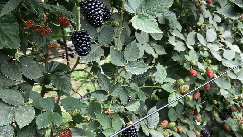 Ripe blackberries growing along a trellis row beneath a hoop-house structure