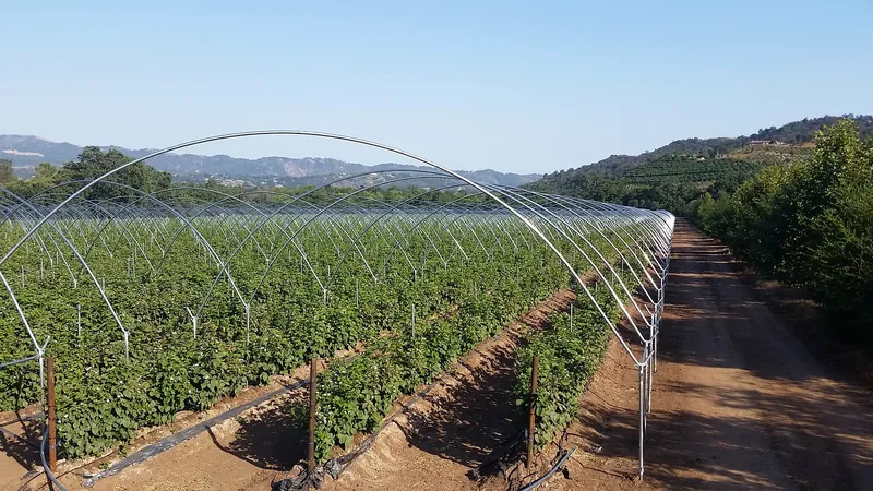Blackberry rows with trellis supports beneath an open hoop-house frame