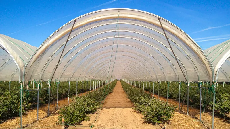 Blueberry rows growing inside a covered hoop house