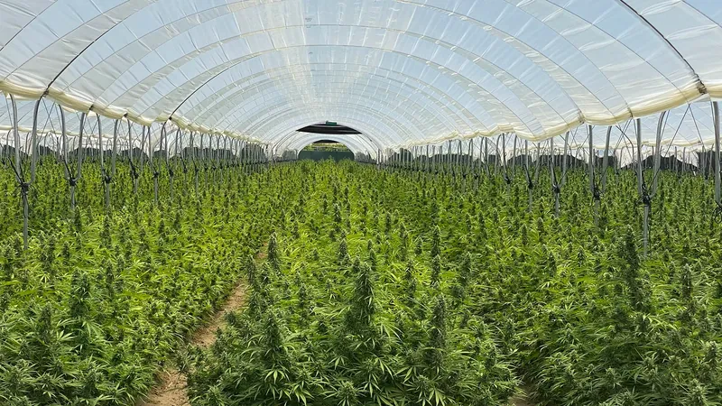 Cannabis rows growing inside a covered hoop house