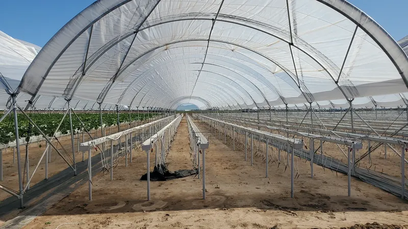 Strawberries growing in elevated gutters inside a covered tunnel