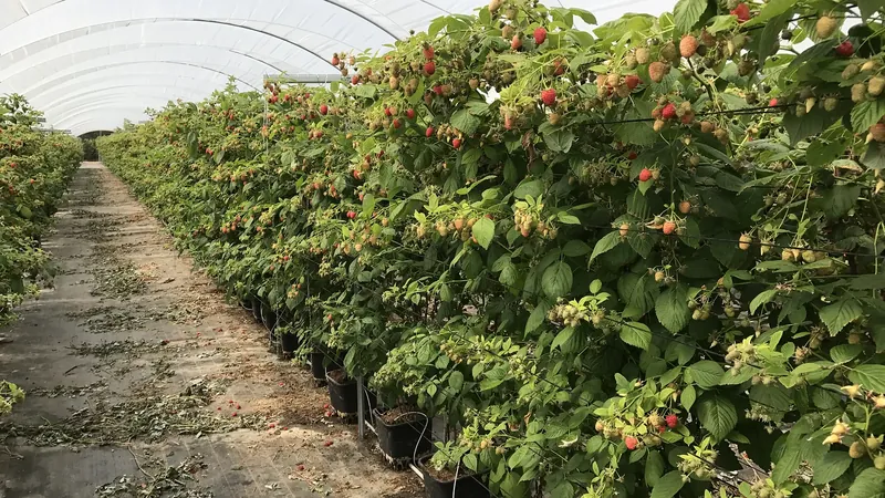Raspberry plants growing in containers inside a hoop house