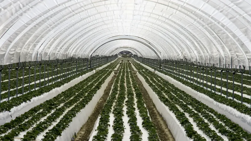Mature strawberries growing in elevated rows inside a covered hoop house