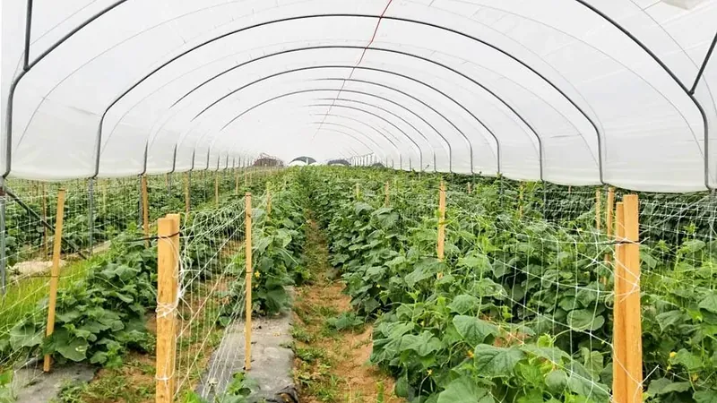 Trellised crop rows extending through a covered hoop house