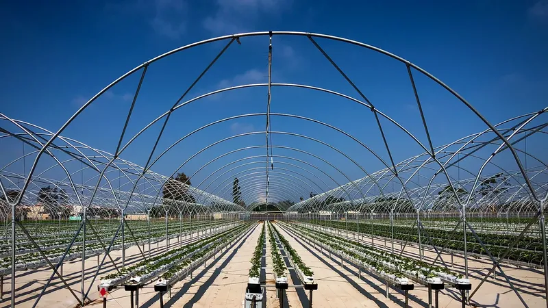 Commercial hoop-house frames assembled over tabletop crop rows