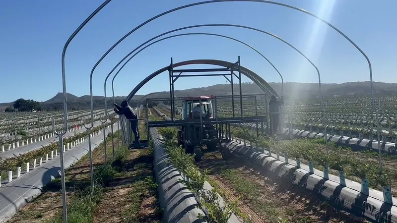 Crew assembling hoop-house frames over commercial crop rows