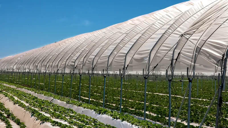 Exterior view of a covered commercial hoop house beside crop rows