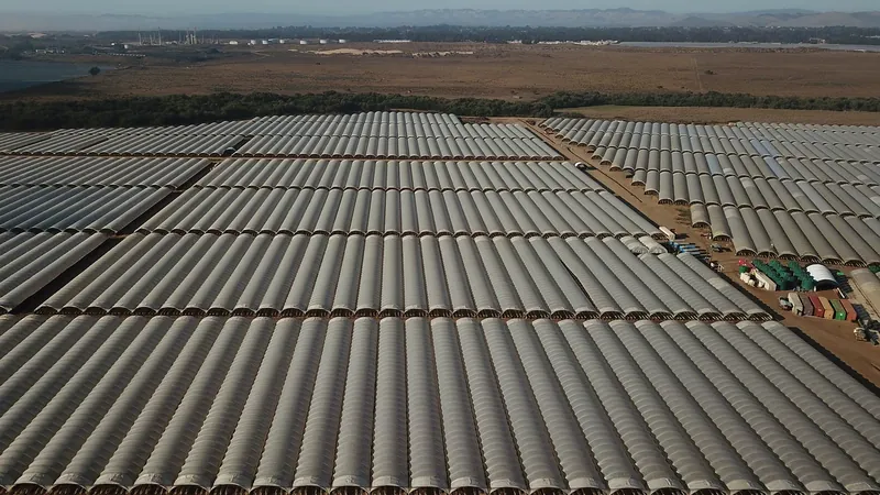 Aerial view of dense rows of commercial hoop houses across a large growing site